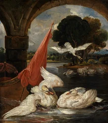 Der Abstieg des Schwans, Illustration für 